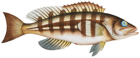 Streaked Wall-eye (Epinephelus striatus) from Ichtylogie, ou Histoire naturelle: génerale et particuliére des poissons (1785–1797) by Marcus Elieser Bloch.