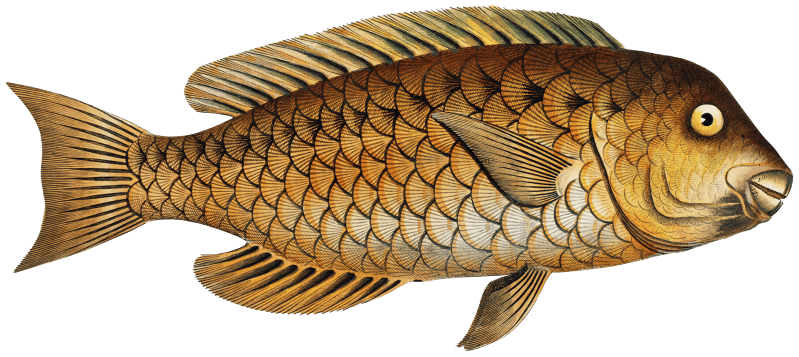 Grecian Parrot-fish (Scarus cretensis) from Ichtylogie, ou Histoire naturelle: génerale et particuliére des poissons (1785–1797) by Marcus Elieser Bloch.