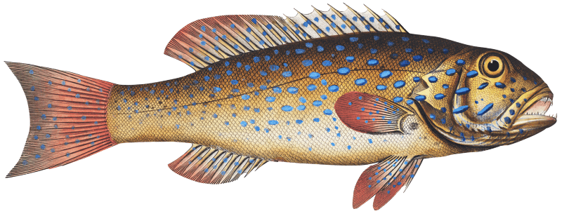 Maculated Bodian (Bodianus maculatus) from Ichtylogie, ou Histoire naturelle: génerale et particuliére des poissons (1785–1797) by Marcus Elieser Bloch.