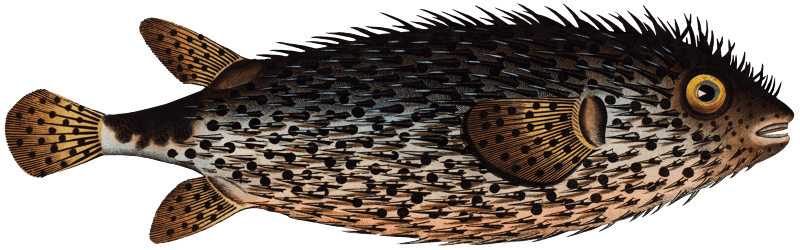 Long Diodon (Diodon Atinga) from Ichtylogie, ou Histoire naturelle: génerale et particuliére des poissons (1785–1797) by Marcus Elieser Bloch.