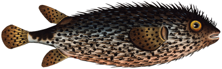 Long Diodon (Diodon Atinga) from Ichtylogie, ou Histoire naturelle: génerale et particuliére des poissons (1785–1797) by Marcus Elieser Bloch.