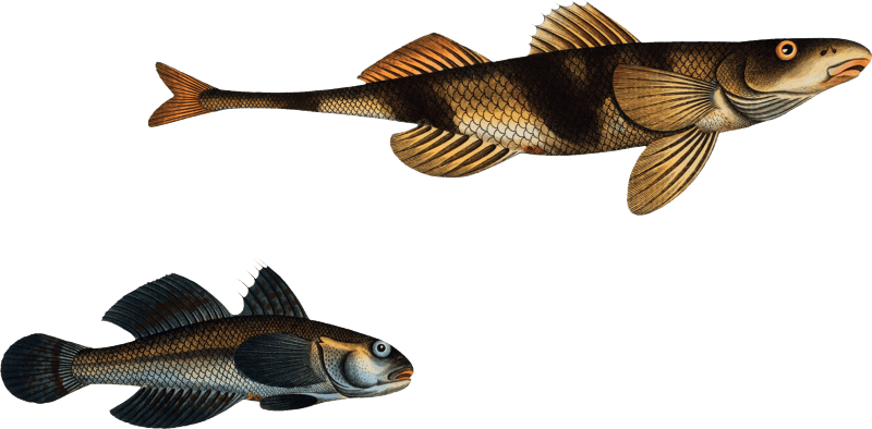 1. 2. Rough Perch (Perca Asper) 3. Blue Goby (Gobius Jozo) from Ichtylogie, ou Histoire naturelle: génerale et particuliére des poissons (1785–1797) by Marcus Elieser Bloch.