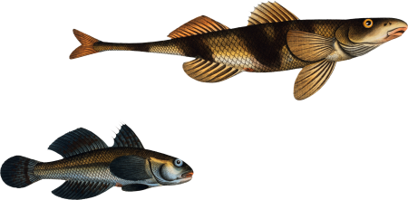 1. 2. Rough Perch (Perca Asper) 3. Blue Goby (Gobius Jozo) from Ichtylogie, ou Histoire naturelle: génerale et particuliére des poissons (1785–1797) by Marcus Elieser Bloch.