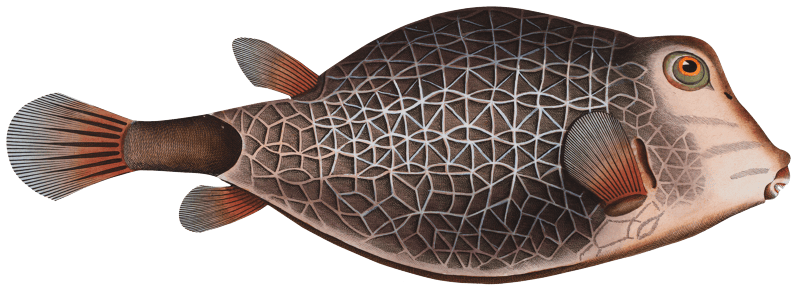 Knitted Trunk-Fish (Ostracion Concatenatus) from Ichtylogie, ou Histoire naturelle: génerale et particuliére des poissons (1785–1797) by Marcus Elieser Bloch.
