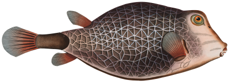 Knitted Trunk-Fish (Ostracion Concatenatus) from Ichtylogie, ou Histoire naturelle: génerale et particuliére des poissons (1785–1797) by Marcus Elieser Bloch.