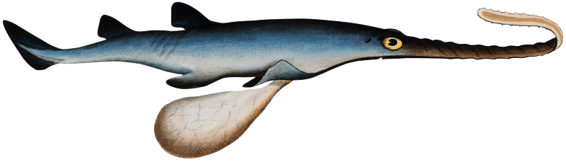 Saw-Fish (Embrio Squali Pristis) from Ichtylogie, ou Histoire naturelle: génerale et particuliére des poissons (1785–1797) by Marcus Elieser Bloch.