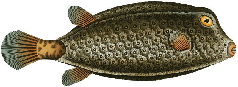Square-Fish (Ostracion cubicus) from Ichtylogie, ou Histoire naturelle: génerale et particuliére des poissons (1785–1797) by Marcus Elieser Bloch.