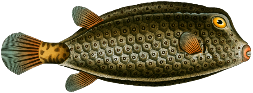 Square-Fish (Ostracion cubicus) from Ichtylogie, ou Histoire naturelle: génerale et particuliére des poissons (1785–1797) by Marcus Elieser Bloch.