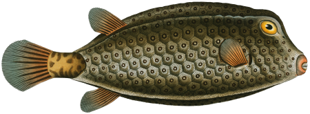Square-Fish (Ostracion cubicus) from Ichtylogie, ou Histoire naturelle: génerale et particuliére des poissons (1785–1797) by Marcus Elieser Bloch.