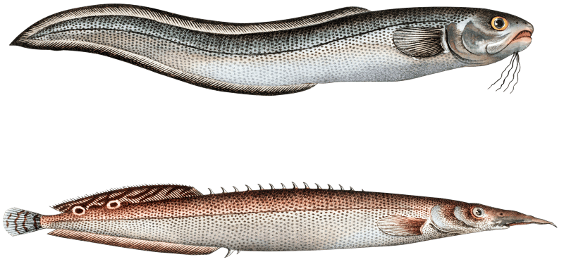 1. Ophidium Barbatum 2. Ophidium aculeatum from Ichtylogie, ou Histoire naturelle: génerale et particuliére des poissons (1785–1797) by Marcus Elieser Bloch.