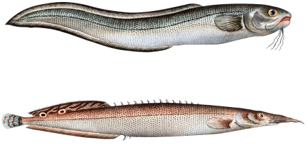 1. Ophidium Barbatum 2. Ophidium aculeatum from Ichtylogie, ou Histoire naturelle: génerale et particuliére des poissons (1785–1797) by Marcus Elieser Bloch.