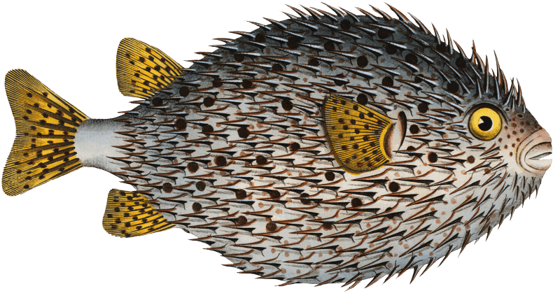 Round Diodon (Diodon Hystrix) from Ichtylogie, ou Histoire naturelle: génerale et particuliére des poissons (1785–1797) by Marcus Elieser Bloch.