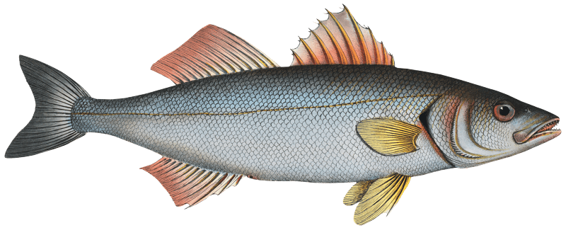 Basse (Sciaena Labrax) from Ichtylogie, ou Histoire naturelle: génerale et particuliére des poissons (1785–1797) by Marcus Elieser Bloch.