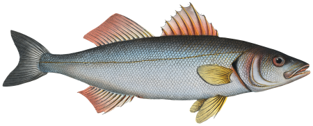 Basse (Sciaena Labrax) from Ichtylogie, ou Histoire naturelle: génerale et particuliére des poissons (1785–1797) by Marcus Elieser Bloch.