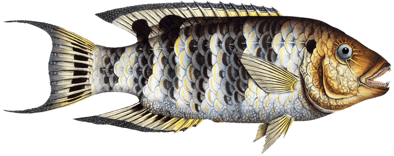 Streaked Gilt-head (Sparus Fasciatus) from Ichtylogie, ou Histoire naturelle: génerale et particuliére des poissons (1785–1797) by Marcus Elieser Bloch.