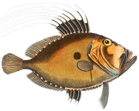 Doree (Zeus Faber) from Ichtylogie, ou Histoire naturelle: génerale et particuliére des poissons (1785–1797) by Marcus Elieser Bloch.