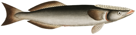 Sucking-Fish (Echeneis Remora) from Ichtylogie, ou Histoire naturelle: génerale et particuliére des poissons (1785–1797) by Marcus Elieser Bloch.