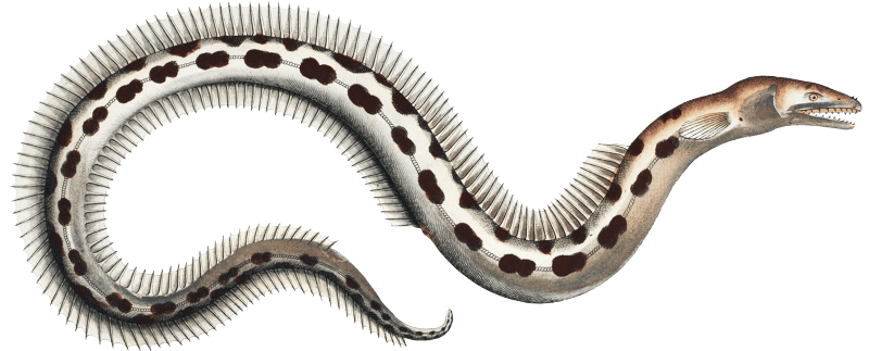 Muraena Ophis from Ichtylogie, ou Histoire naturelle: génerale et particuliére des poissons (1785–1797) by Marcus Elieser Bloch.