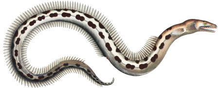 Muraena Ophis from Ichtylogie, ou Histoire naturelle: génerale et particuliére des poissons (1785–1797) by Marcus Elieser Bloch.