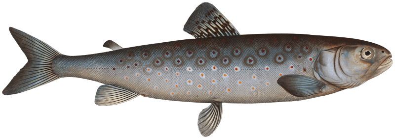 Goeden's Salmon (Salmo Goedenii) from Ichtylogie, ou Histoire naturelle: génerale et particuliére des poissons (1785–1797) by Marcus Elieser Bloch.