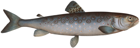 Goeden's Salmon (Salmo Goedenii) from Ichtylogie, ou Histoire naturelle: génerale et particuliére des poissons (1785–1797) by Marcus Elieser Bloch.