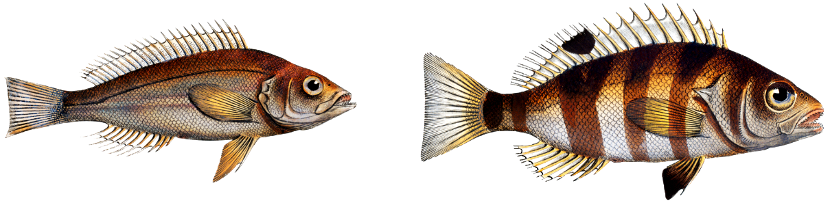 1. Streaked Holocentre (Hoocentrus striatus) 2. Silver-Holocentre (Holocentrus Argentinus) from Ichtylogie, ou Histoire naturelle: génerale et particuliére des poissons (1785–1797) by Marcus Elieser Bloch.