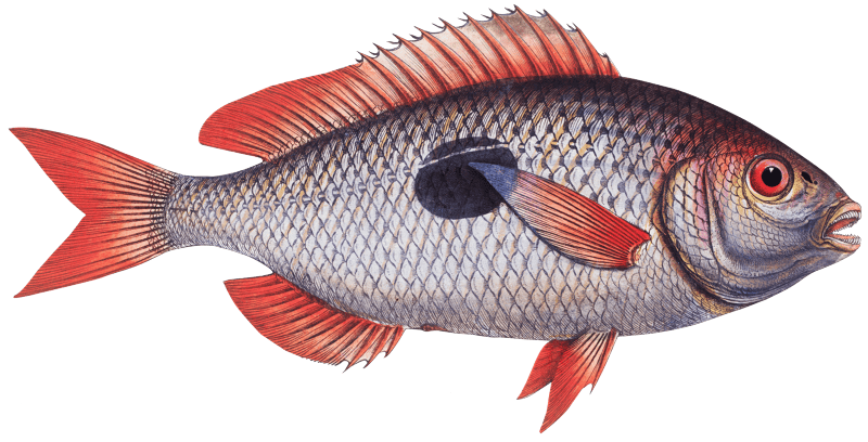 Cackerel (Sparus Maena) from Ichtylogie, ou Histoire naturelle: génerale et particuliére des poissons (1785–1797) by Marcus Elieser Bloch.