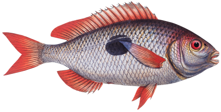 Cackerel (Sparus Maena) from Ichtylogie, ou Histoire naturelle: génerale et particuliére des poissons (1785–1797) by Marcus Elieser Bloch.