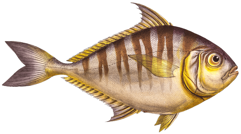 Toothless Mackrel (Scomber edentulus) from Ichtylogie, ou Histoire naturelle: génerale et particuliére des poissons (1785–1797) by Marcus Elieser Bloch.