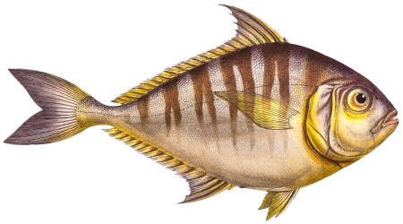 Toothless Mackrel (Scomber edentulus) from Ichtylogie, ou Histoire naturelle: génerale et particuliére des poissons (1785–1797) by Marcus Elieser Bloch.