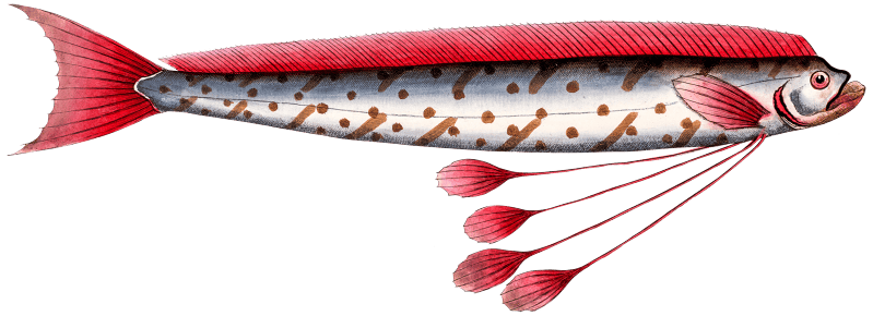 Hawken's-Fish (Gymnetrus Hawkenii) from Ichtylogie, ou Histoire naturelle: génerale et particuliére des poissons (1785–1797) by Marcus Elieser Bloch.