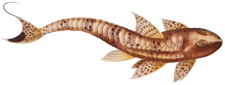 Maculated Cuirassier (Loricaria maculata) from Ichtylogie, ou Histoire naturelle: génerale et particuliére des poissons (1785–1797) by Marcus Elieser Bloch.