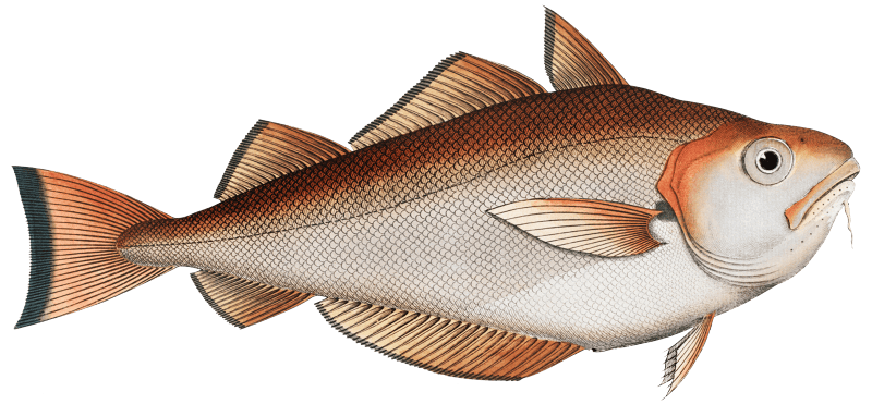 Whiting Pout (Gadus Barbatus) from Ichtylogie, ou Histoire naturelle: génerale et particuliére des poissons (1785–1797) by Marcus Elieser Bloch.