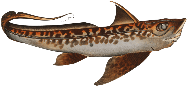 Chiméra (Chimaera Monstrosa) from Ichtylogie, ou Histoire naturelle: génerale et particuliére des poissons (1785–1797) by Marcus Elieser Bloch.