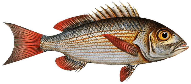 Lutian (Lutianus Lutianus) from Ichtylogie, ou Histoire naturelle: génerale et particuliére des poissons (1785–1797) by Marcus Elieser Bloch.