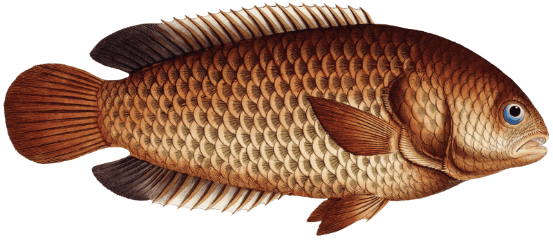 Tortoise-fish (Anthias testudineus) from Ichtylogie, ou Histoire naturelle: génerale et particuliére des poissons (1785–1797) by Marcus Elieser Bloch.