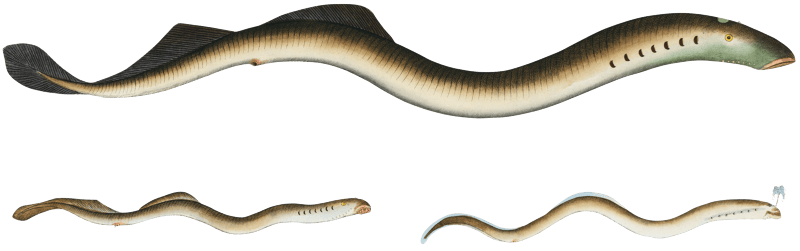 1. Lesser Samprey (Petromyzon Fluviatilis) 2. Pride (Petromyzon Branchialis) 3. Planer's Samprey (Petromyzon Planeri) from Ichtylogie, ou Histoire naturelle: génerale et particuliére des poissons (1785–1797) by Marcus Elieser Bloch.