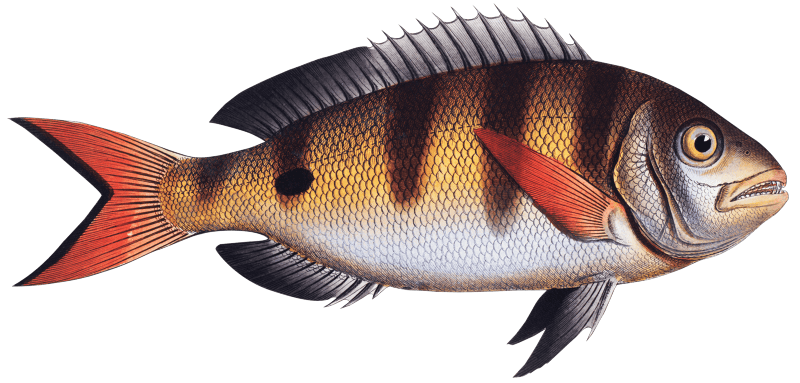 Annular Gilt-head (Sparus annularis) from Ichtylogie, ou Histoire naturelle: génerale et particuliére des poissons (1785–1797) by Marcus Elieser Bloch.