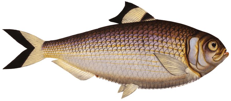 Chinese Herring (Clupea sinensis) from Ichtylogie, ou Histoire naturelle: génerale et particuliére des poissons (1785–1797) by Marcus Elieser Bloch.