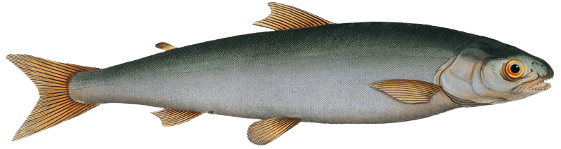 Umble (Salmo Umbla) from Ichtylogie, ou Histoire naturelle: génerale et particuliére des poissons (1785–1797) by Marcus Elieser Bloch.