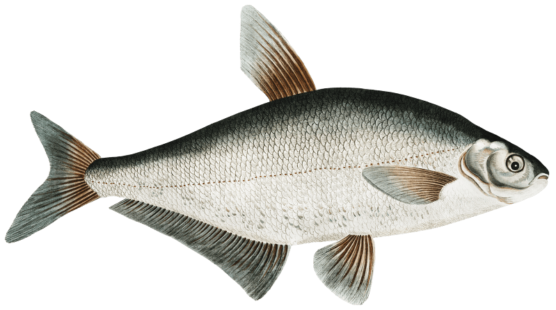 Baller-Carp (Cyprinus Ballerus) from Ichtylogie, ou Histoire naturelle: génerale et particuliére des poissons (1785–1797) by Marcus Elieser Bloch.