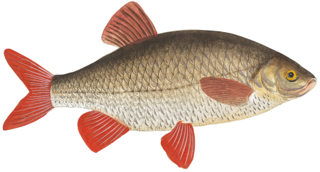 Rud (Cyprinus Erythrophthalmus) from Ichtylogie, ou Histoire naturelle: génerale et particuliére des poissons (1785–1797) by Marcus Elieser Bloch.