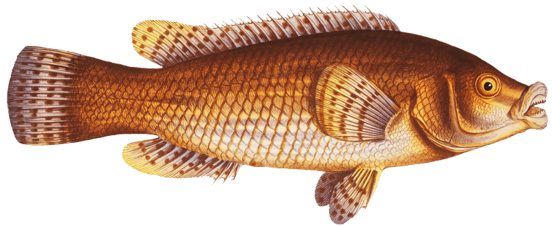 Maculated Wrasse (Labrus maculatus) from Ichtylogie, ou Histoire naturelle: génerale et particuliére des poissons (1785–1797) by Marcus Elieser Bloch.