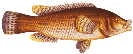 Maculated Wrasse (Labrus maculatus) from Ichtylogie, ou Histoire naturelle: génerale et particuliére des poissons (1785–1797) by Marcus Elieser Bloch.