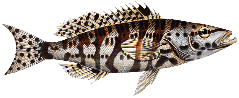 Checkred Holocentre (Holocentrus tigrinus) from Ichtylogie, ou Histoire naturelle: génerale et particuliére des poissons (1785–1797) by Marcus Elieser Bloch.