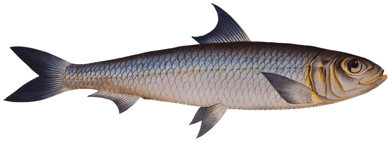 Pilchard (Clupea Pilchardus) from Ichtylogie, ou Histoire naturelle: génerale et particuliére des poissons (1785–1797) by Marcus Elieser Bloch.