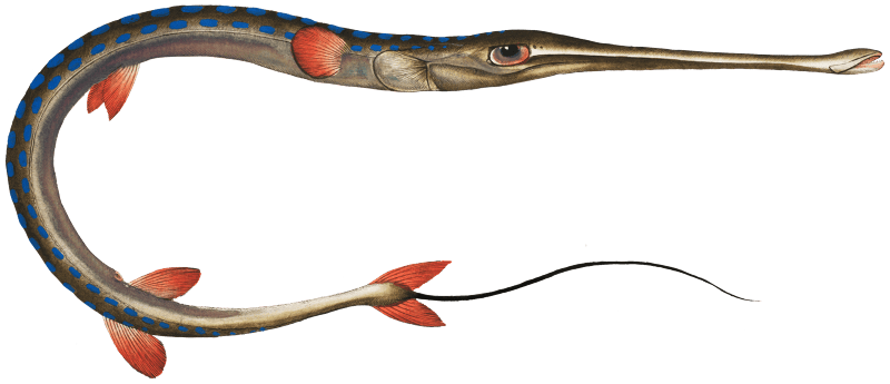 Tobacco-Pipe-Fish (Fistularia tabacaria) from Ichtylogie, ou Histoire naturelle: génerale et particuliére des poissons (1785–1797) by Marcus Elieser Bloch.