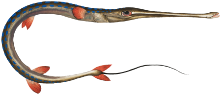 Tobacco-Pipe-Fish (Fistularia tabacaria) from Ichtylogie, ou Histoire naturelle: génerale et particuliére des poissons (1785–1797) by Marcus Elieser Bloch.