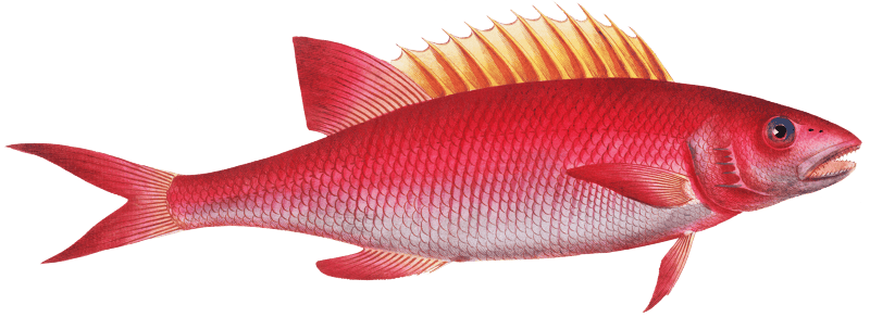 Jaguar (Bodianus pentacanthus) from Ichtylogie, ou Histoire naturelle: génerale et particuliére des poissons (1785–1797) by Marcus Elieser Bloch.