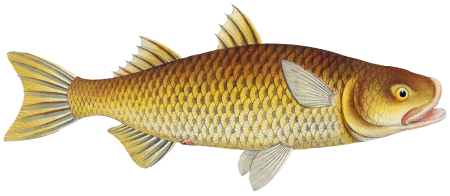 Plumier's Mullet (Mugil Plumeri) from Ichtylogie, ou Histoire naturelle: génerale et particuliére des poissons (1785–1797) by Marcus Elieser Bloch.
